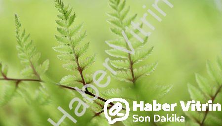 Kan Değerlerini Ölçtürmek İçin Hangi Bölüm?