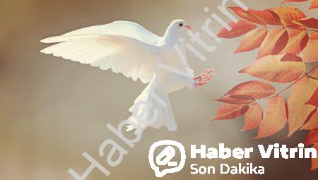 Kanatları Rengarenk O Uçarken Sen Seyret