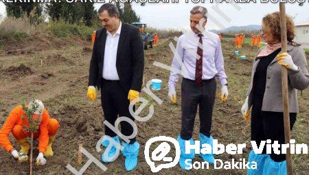 Dalaman Açık Cezaevi’nde Tarımsal Kalkınma: Sakız Ağaçları Toprakla Buluştu