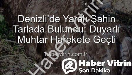 Denizli’de Yaralı Şahin Tarlada Bulundu: Duyarlı Muhtar Harekete Geçti
