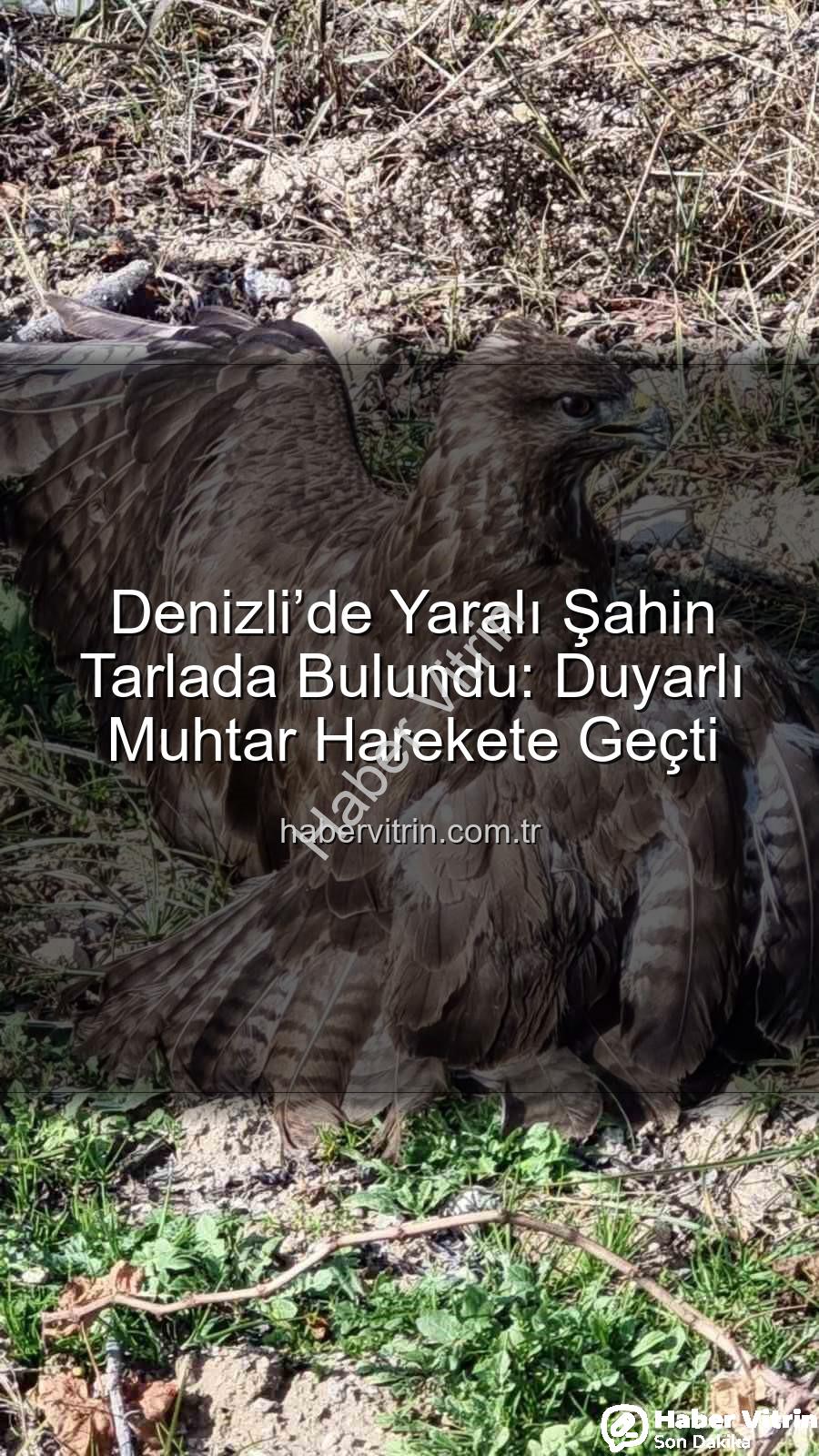 Denizli'de yaralı şahin - Denizli’de Yaralı Şahin Tarlada Bulundu: Duyarlı Muhtar Harekete Geçti