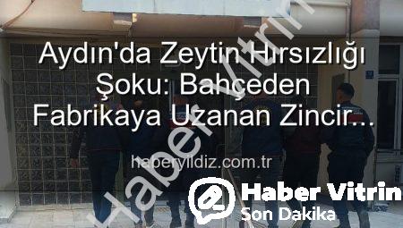 Aydın’da Bahçeden Çalınan Zeytinler Fabrikada Ele Geçirildi: 2 Şüpheli Tutuklandı