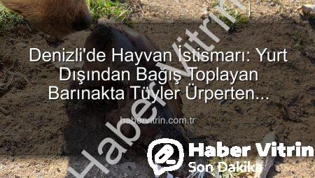 Denizli’de Hayvan İstismarı: Yurt Dışından Bağış Toplayan Barınakta Tüyler Ürperten İddialar