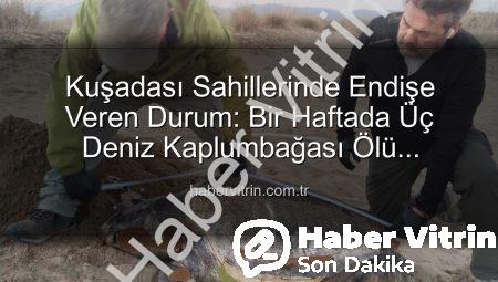 Kuşadası Sahillerinde Endişe Veren Durum: Bir Haftada Üç Deniz Kaplumbağası Ölü Bulundu