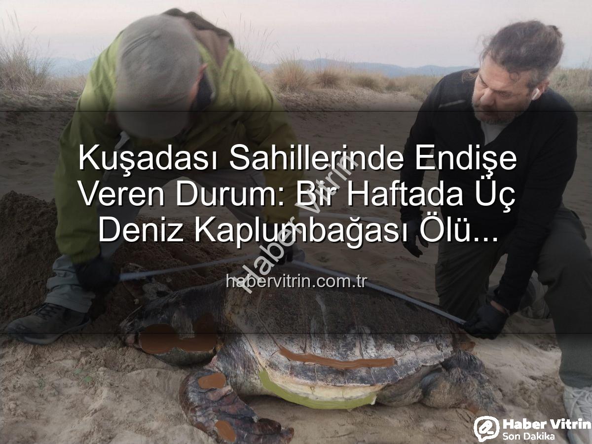 deniz kaplumbağası - Kuşadası Sahillerinde Endişe Veren Durum: Bir Haftada Üç Deniz Kaplumbağası Ölü Bulundu