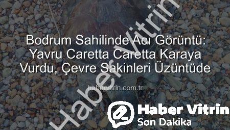 Bodrum Sahilinde Acı Görüntü: Yavru Caretta Caretta Karaya Vurdu, Çevre Sakinleri Üzüntüde