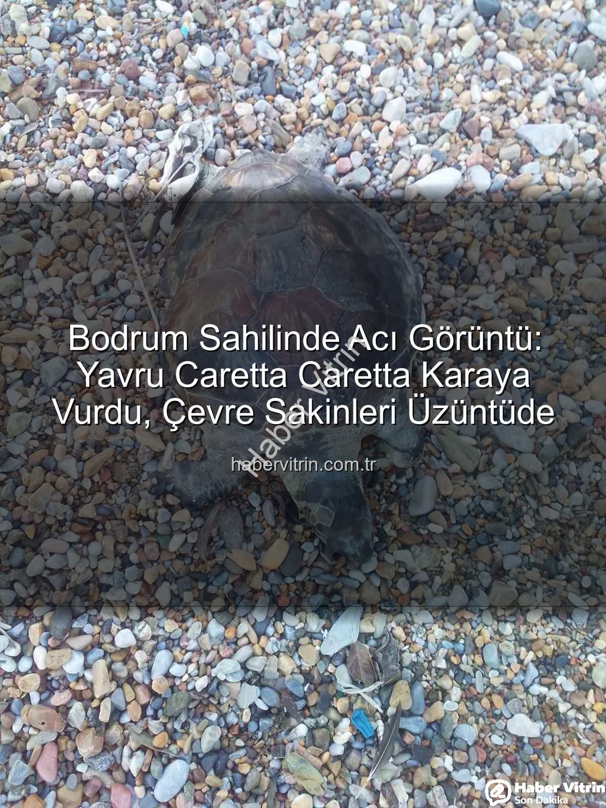 yavru caretta caretta - Bodrum Sahilinde Acı Görüntü: Yavru Caretta Caretta Karaya Vurdu, Çevre Sakinleri Üzüntüde