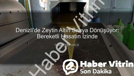 Denizli’de Zeytin Altın Sıvıya Dönüşüyor: Bereketli Hasatın İzinde
