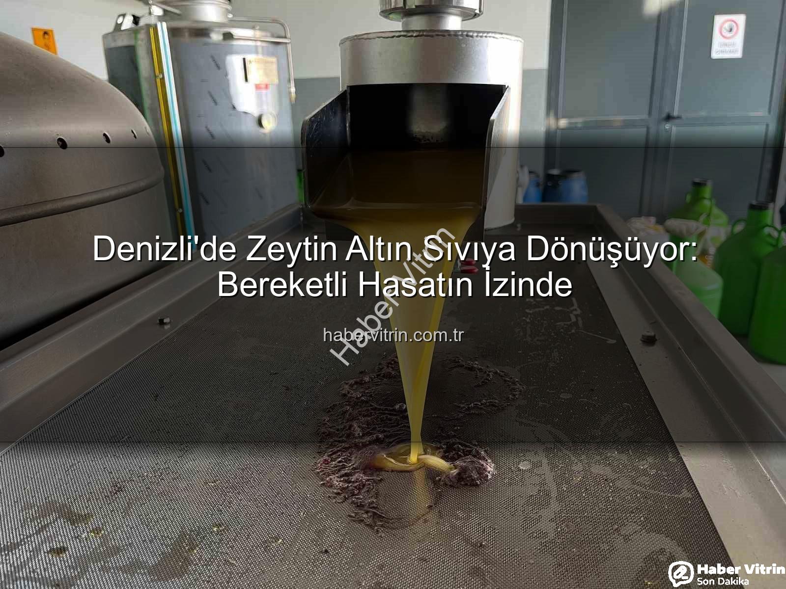Denizli zeytinyağı üretimi - Denizli'de Zeytin Altın Sıvıya Dönüşüyor: Bereketli Hasatın İzinde