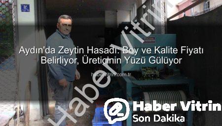 Aydın’da Zeytin Hasadı: Boy ve Kalite Fiyatı Belirliyor, Üreticinin Yüzü Gülüyor