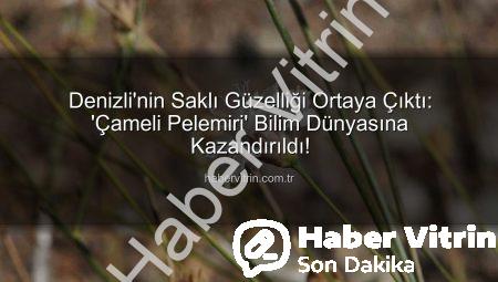 Denizli’nin Saklı Güzelliği Ortaya Çıktı: ‘Çameli Pelemiri’ Bilim Dünyasına Kazandırıldı!