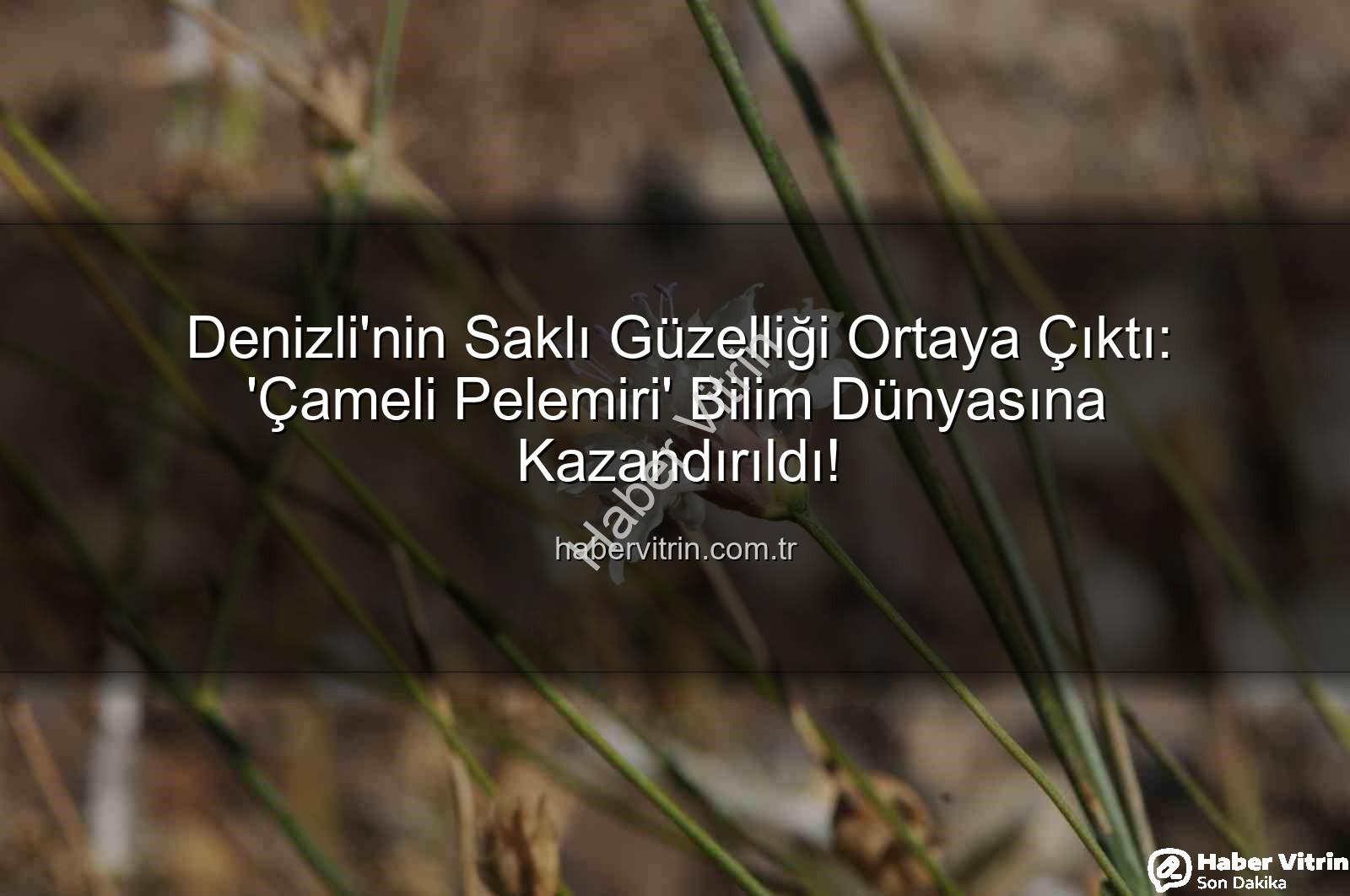 Çameli pelemiri - Denizli'nin Saklı Güzelliği Ortaya Çıktı: 'Çameli Pelemiri' Bilim Dünyasına Kazandırıldı!