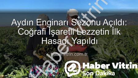 Aydın Enginarı Sezonu Açıldı: Coğrafi İşaretli Lezzetin İlk Hasadı Yapıldı