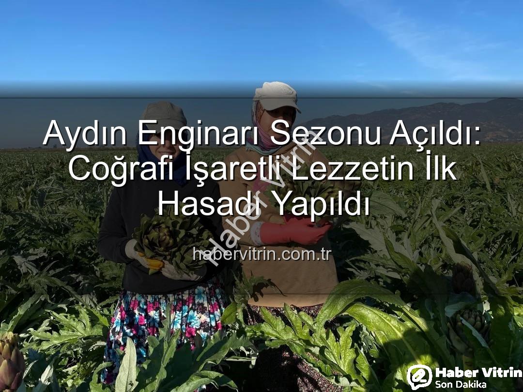 Aydın Enginarı - Aydın Enginarı Sezonu Açıldı: Coğrafi İşaretli Lezzetin İlk Hasadı Yapıldı