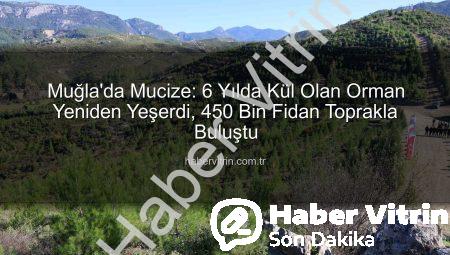 Muğla’da Mucize: 6 Yılda Kül Olan Orman Yeniden Yeşerdi, 450 Bin Fidan Toprakla Buluştu