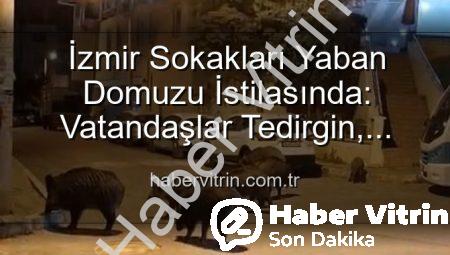 İzmir Sokakları Yaban Domuzu İstilasında: Vatandaşlar Tedirgin, Yetkililere Çağrı Var!