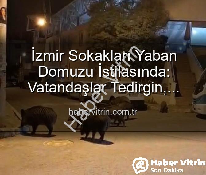 yaban domuzu - İzmir Sokakları Yaban Domuzu İstilasında: Vatandaşlar Tedirgin, Yetkililere Çağrı Var!